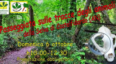 Passeggiata sulle tracce degli animali della Selva