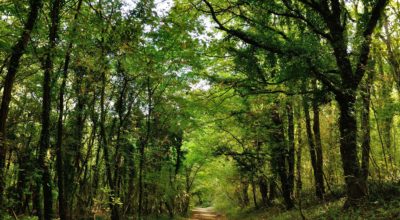 Selva di Castelfidardo