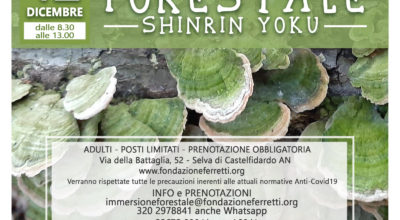 Immersione forestale con la Fondazione Ferretti