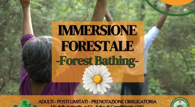 Immersione forestale nella Selva